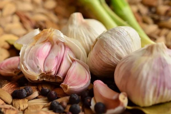 When Garlic Is Ready To Harvest? Tips for Beginners