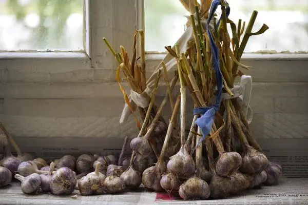 Curing and Storing Garlic After Harvest – Tips and Tricks