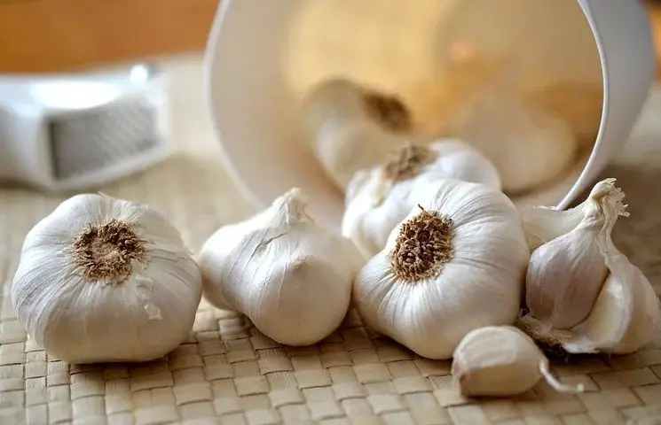 Is Garlic a vegetable?