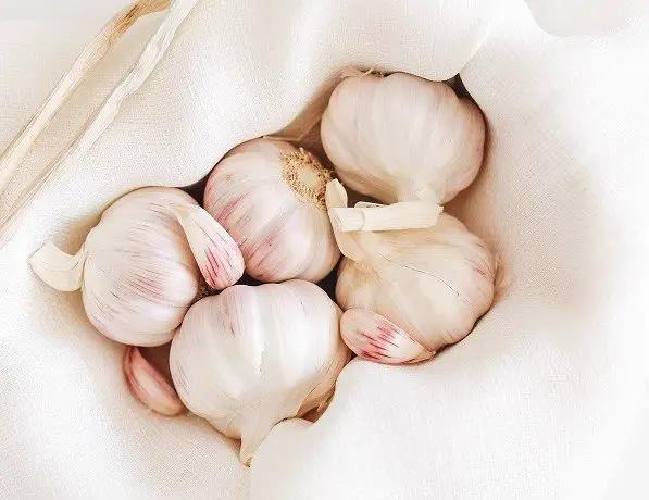 Stages of garlic growth