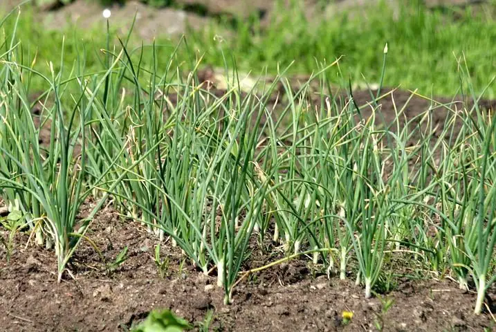When to grow Garlic