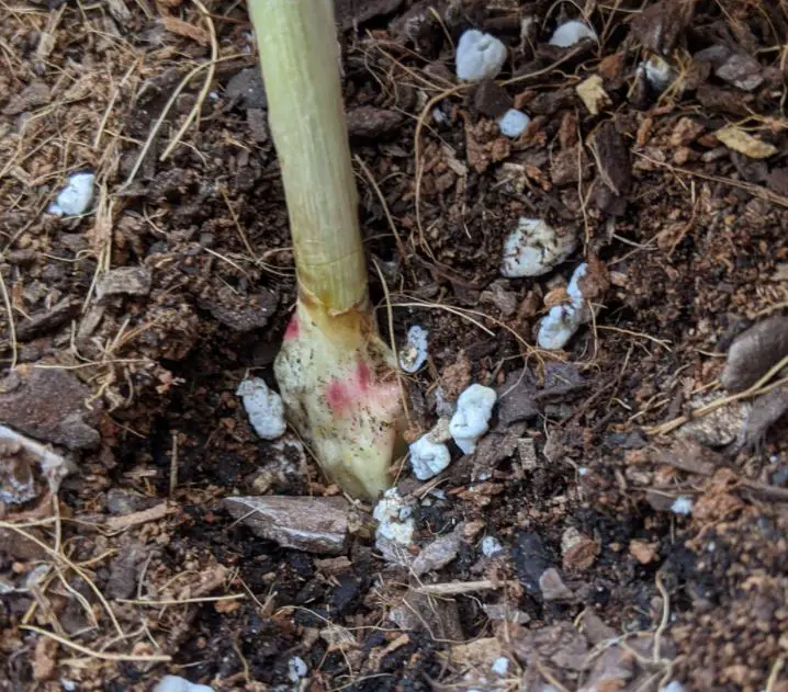 Garlic Crop Diseases Fusarium-spp.-Bulb-Rot