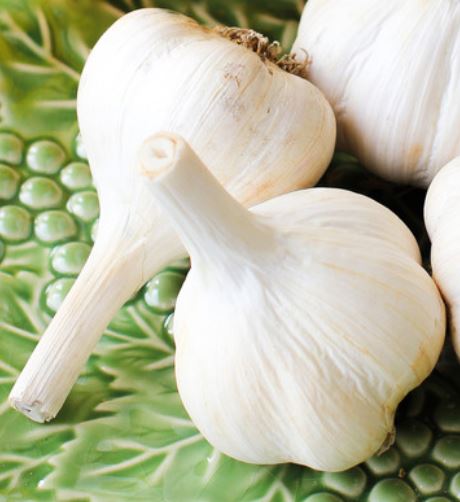 Porcelain types of Garlic
