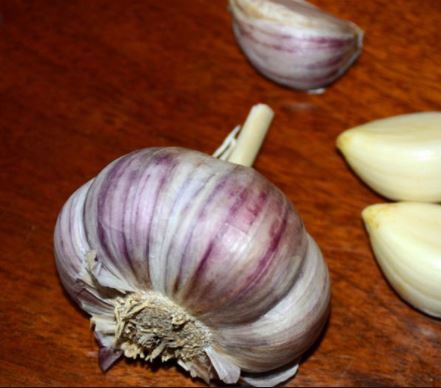 Rocambole types of Garlic
