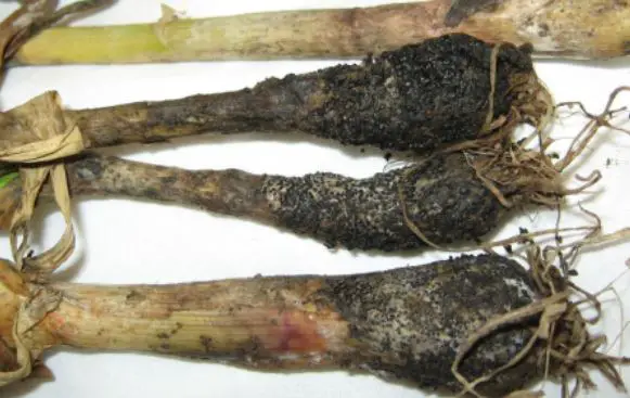 Garlic Crop Diseases