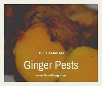 Ginger Pests