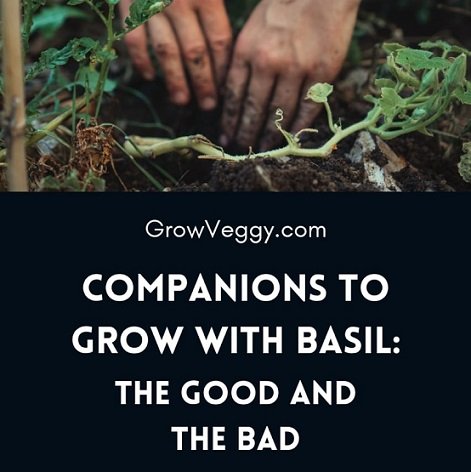 Basil companion plants
