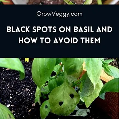 Black Spots on Basil leaves