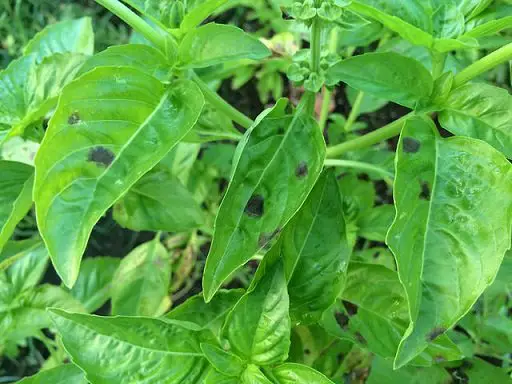 Cercospora-Leaf-Spot-on-Basil