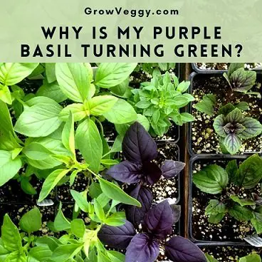 Purple Basil turning Green
