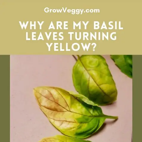 Basil Leaves Turning Yellow