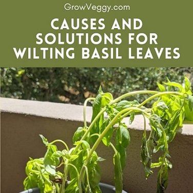 basil plant wilting