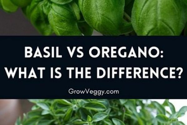 Basil vs Oregano – How do they differ?