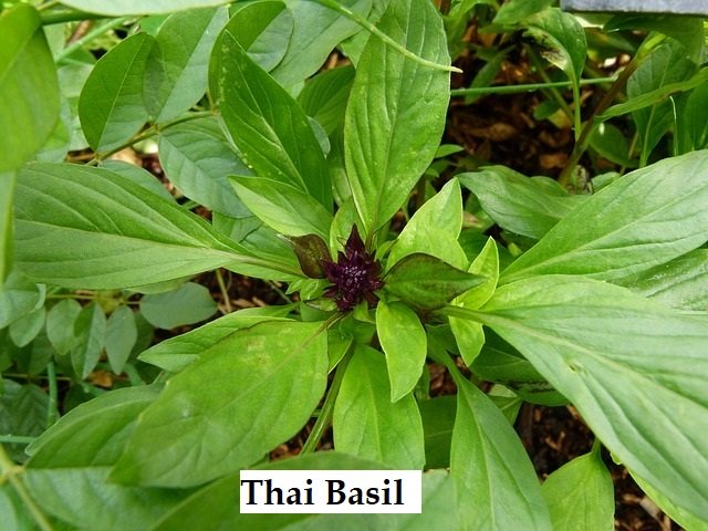 Thai basil Vs Holy basil - Whats the difference?