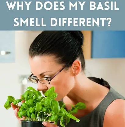 basil smell different