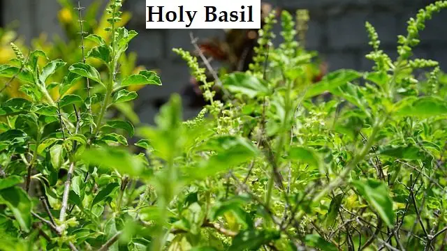 Holy Basil
