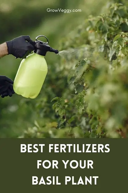 Fertilizer for Basil