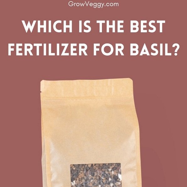 best Fertilizer for Basil