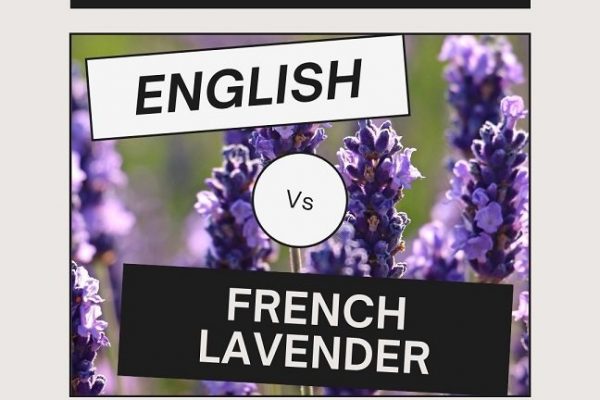 English vs French Lavender