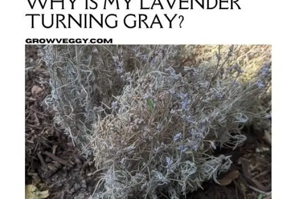 Why Is My Lavender Turning Gray?