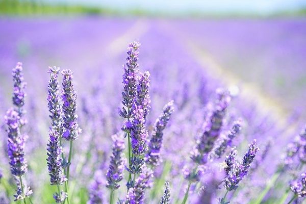 Lavender Companion Plants and Plants to Avoid!