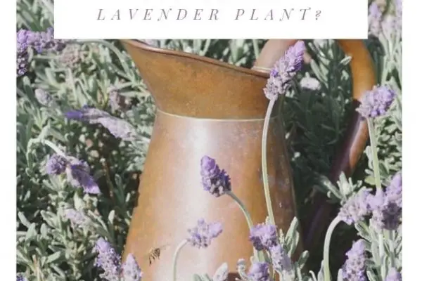 How Often Should You Water Lavender Plant?