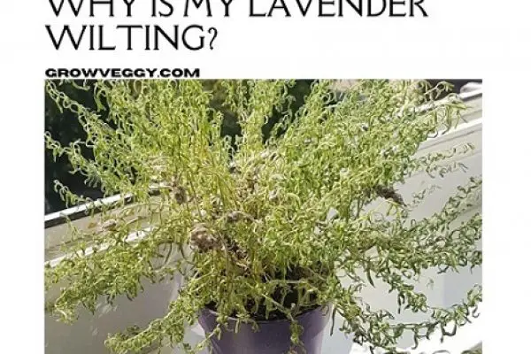Why Is My Lavender Wilting? Causes and Solutions