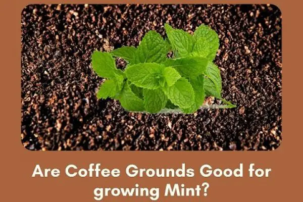 Are Coffee Grounds Good for growing Mint?