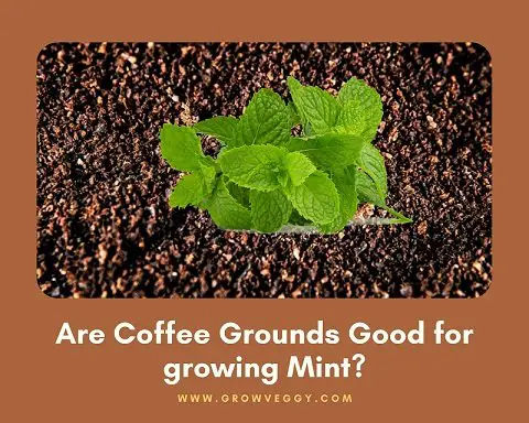 Are Coffee Grounds Good for growing Mint