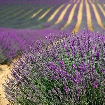 Best Soil Mix for Potted Lavender