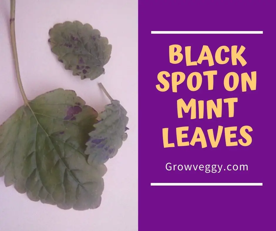 Black spots on Mint Leaves
