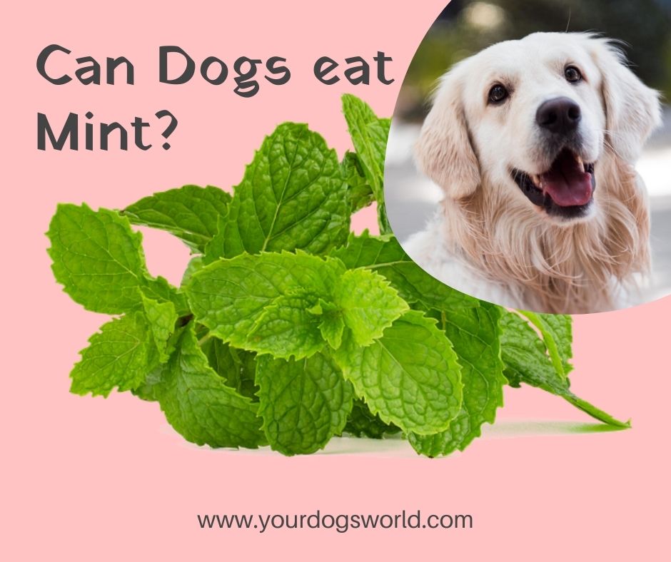 Can dogs eat mint leaves