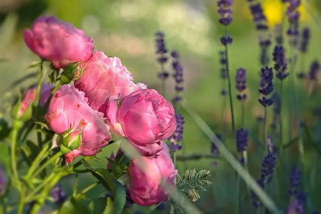 Growing Lavender With Roses