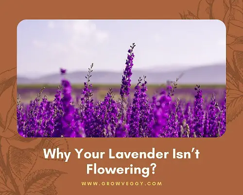 Lavender Isn’t Flowering