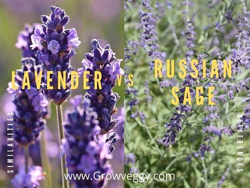 Russian Sage vs Lavender