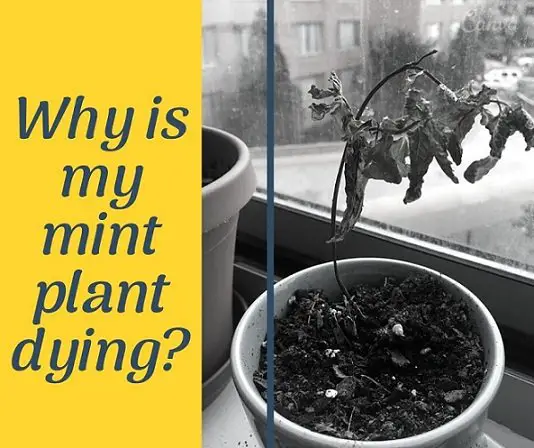 Why is your mint plant dying