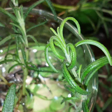 rosemary leaves curl