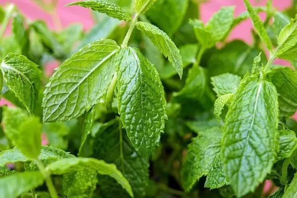 How to Harvest Mint and Tips for Storing?