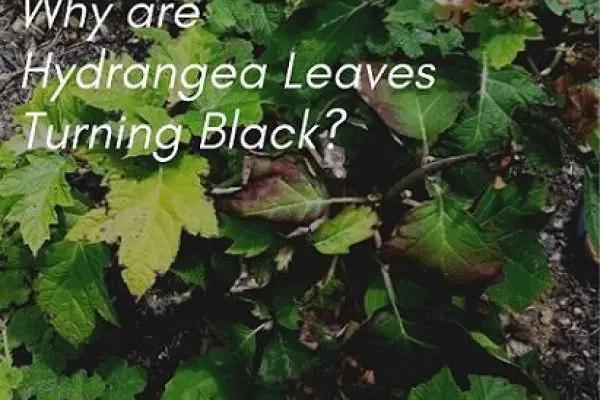Why are my Hydrangea Leaves Turning Black? [With Solutions]