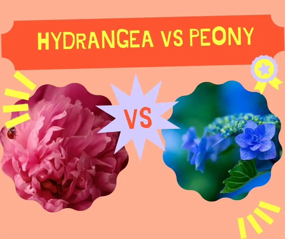 Hydrangea Vs Peony