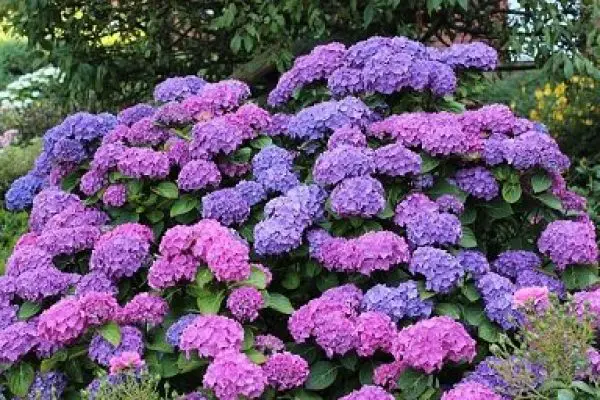 7 Problems with Hydrangea in Pots & How to Fix