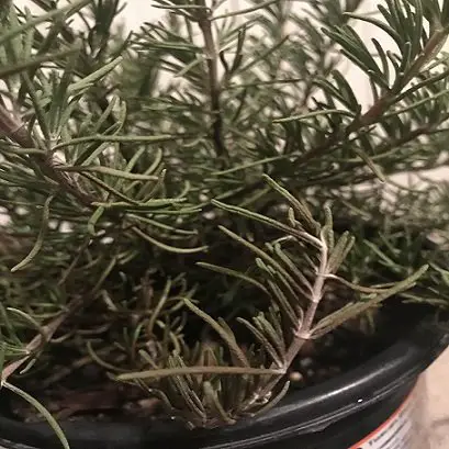 Rosemary leaves turn black