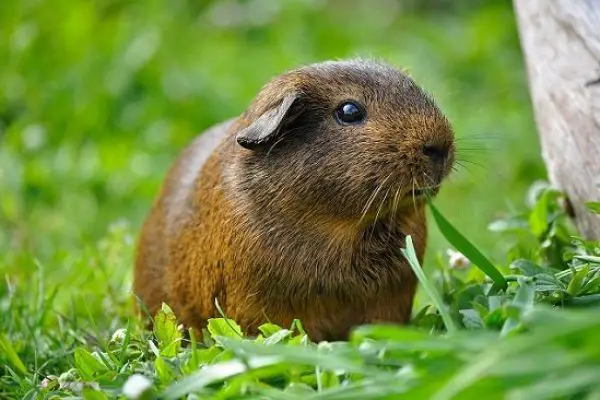 Can Guinea Pigs Eat Rosemary? Why They Should and Shouldn’t?