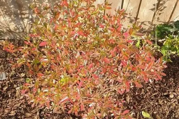 Why Is My Azalea Turning Red? [Causes and Solutions]