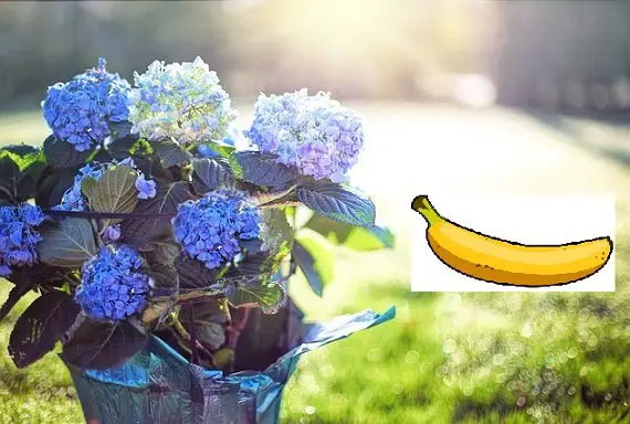 Banana Peels Good for Hydrangeas