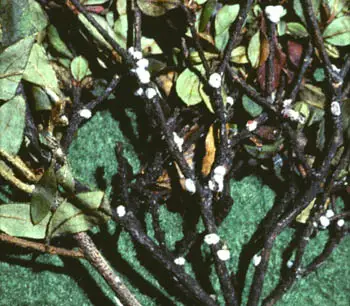 Azalea Bushes Have Thorns