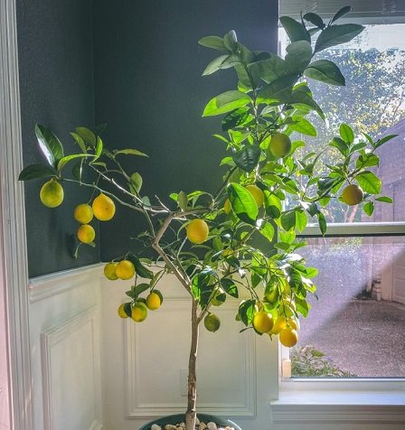 Meyer Lemon Tree to Bloom