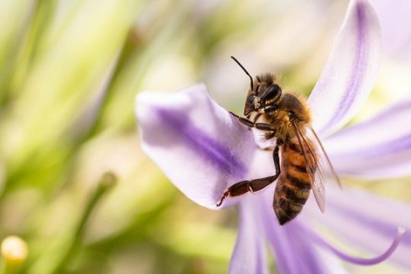 Why Do Agapanthus Attract Bees?