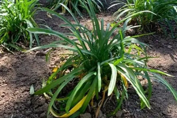 Why Do Agapanthus Leaves Curl? How and Why It Happens?