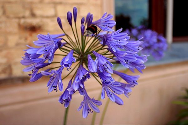 Do Agapanthus Like Full Sun? What About Shade?